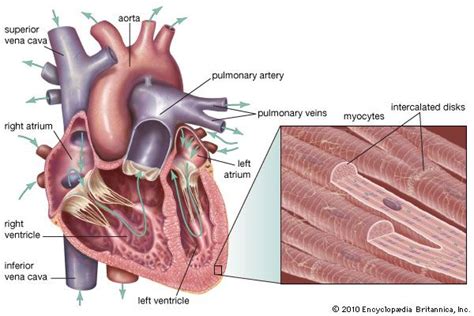 Intercalated disc | anatomy | Britannica.com