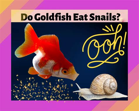 Do Goldfish Eat Snails? 6 Amazing Facts