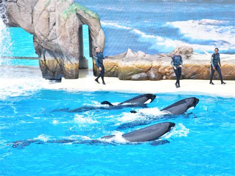 New attractions at SeaWorld San Diego | Living Mi Vida Loca