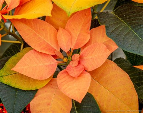 Poinsettias from 2017 | Beautiful Flower Pictures Blog