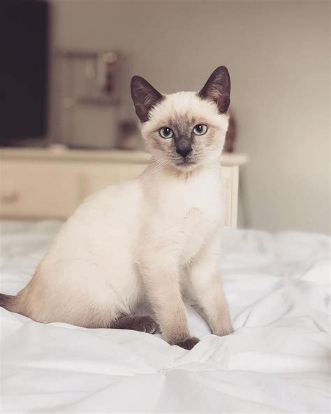 Best Siamese Cat Breed - Related Breeds and Litter Box Guide
