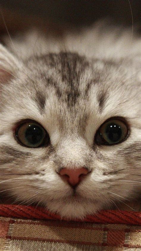 58 best Puss 'n Boots Eyes... images on Pinterest | Big eyes, Cat ...