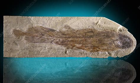 Coelacanth Fossil - Stock Image - C028/5418 - Science Photo Library