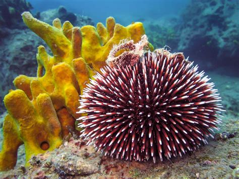 Sea Urchins in the Reef Aquarium | Marine Invertebrates | AlgaeBarn