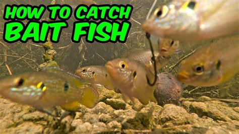 Micro Fishing! HOW TO CATCH BAIT FISH | Monster Mike - YouTube