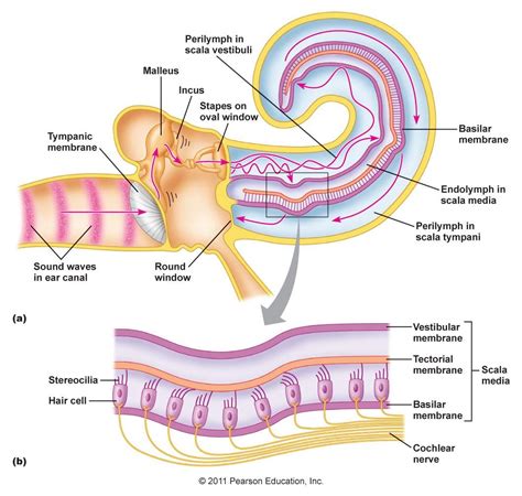 Vestibular membrane, tectorial membrane, basilar membrane, cochlear nerve | Chimica