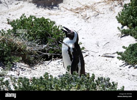 African Penguin Habitat