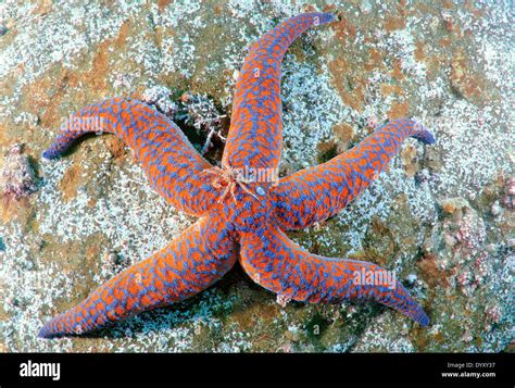 young Red King crab (Paralithodes camtschaticus) sits on a starfish ...