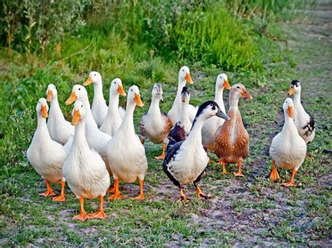 Duck Farming: ఇండియాలో డక్ ఫార్మింగ్ కి ఎందుకంత డిమాండ్