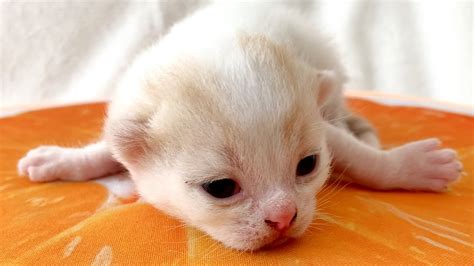 Newborn kittens open their eyes - YouTube