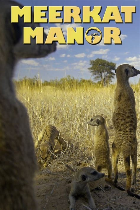 Meerkat Manor (TV Series 2005-2008) — The Movie Database (TMDB)