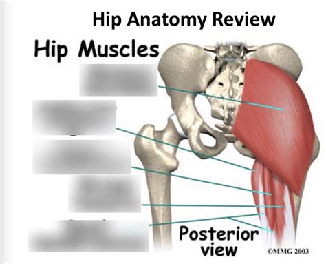 Hip Tendon Anatomy Chart