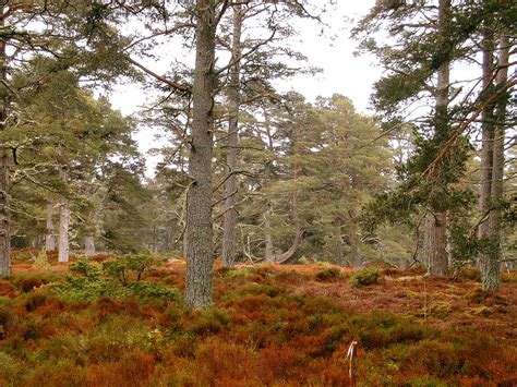 Caledonian Forest | Caledonian Pine Forest, Scotland. | Lews Castle UHI ...