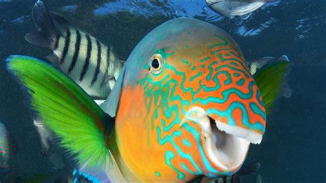 Parrotfish thrive on bleached coral Great Barrier Reef | Cairns Post