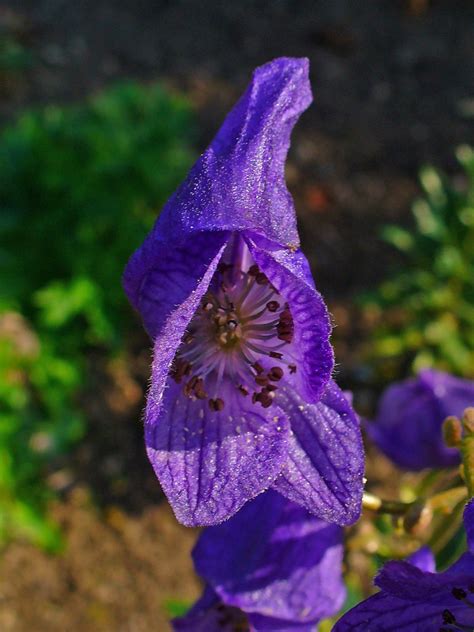 Aconitum (Aconite; Monkshood; Wolfsbane) | A to Z Flowers