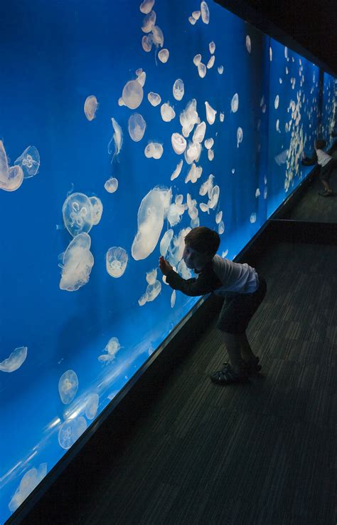 Tennessee Aquarium Exhibits — franklin|architects