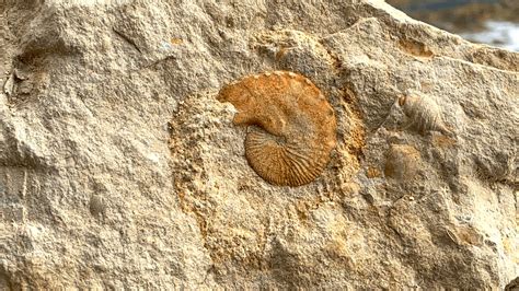 Late cretaceous fossils from poland : r/fossils