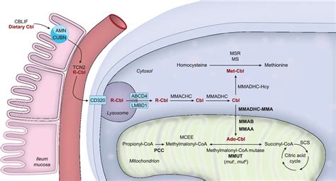 Guidelines for the diagnosis and management of methylmalonic acidaemia ...