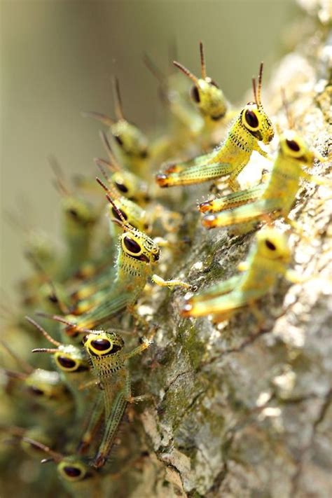 Adorable Baby Hoppers - Captivating Photography by elriz