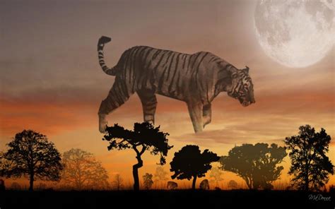 HD Tiger Sunset #2 Wallpaper | Download Free - 90543