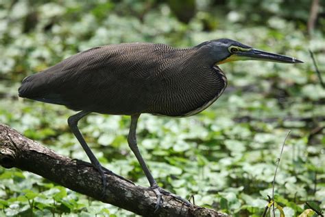 Wild Panama Off The Beaten Track - Reef and Rainforest Tours