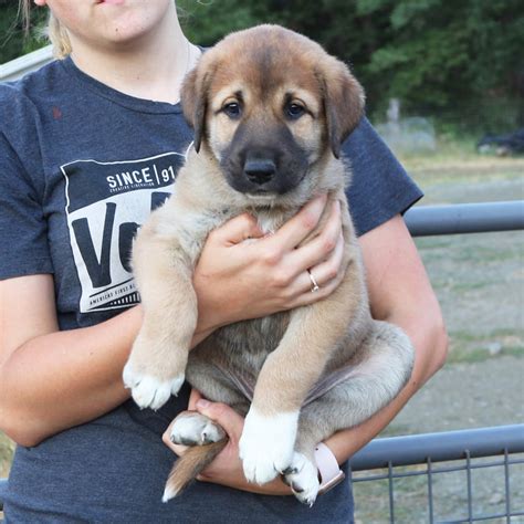 Anatolian Shepherd Puppies for Sale - Marble Peaks Ranch