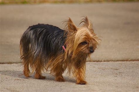 Full Grown Micro Teacup Yorkie