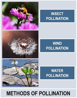 What is Pollination in Flower? Definition, Process, Types & Agents - Biology Reader