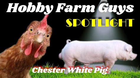 HFG Farm Animal Spotlight: Chester White Pig - YouTube