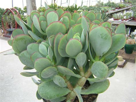 Crassula arborescens subsp. undulatifolia 'Blue Bird' | World of Succulents