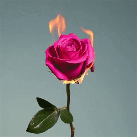 Rose On Fire GIF - Rose On Fire Burn - Discover & Share GIFs