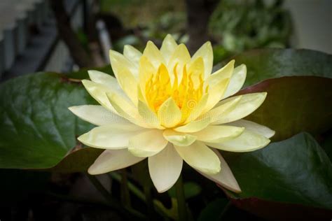 Beautiful Yellow Lotus Flower is Blooming Stock Photo - Image of background, botany: 114804022