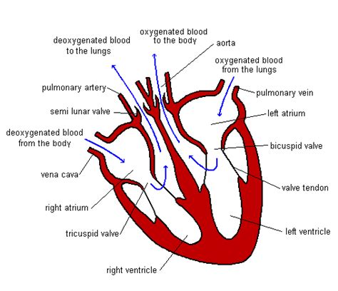 Labeled Diagram Of The Heart Gcse Labeled Diagram | Porn Sex Picture