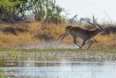 Red Lechwe Running with Water Spray Photograph by JPR Ventures LLC - Fine Art America