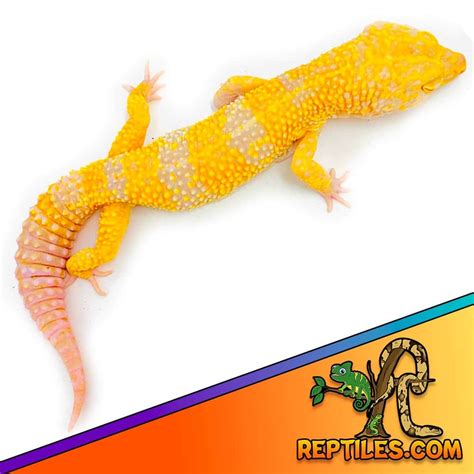 Tremper Super Giant Leopard gecko | Tangerine super giant gecko