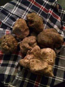 Alba Truffle Festival - Guide to the White Truffle Festival in Alba Piedmont