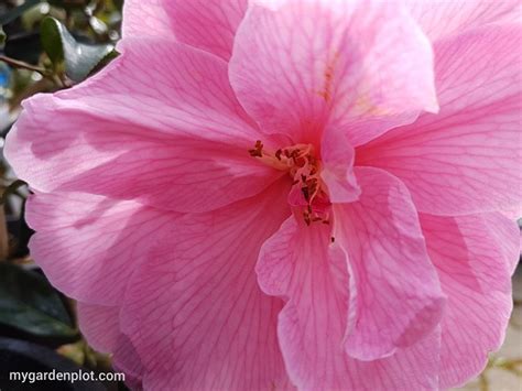 Camellia Flowering Evergreen Shrub - How To Grow and Prune Camellia