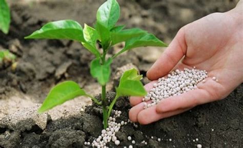 Australian Specialist Phosphate Fertilizer provider plans to set up Soil Testing Business across ...