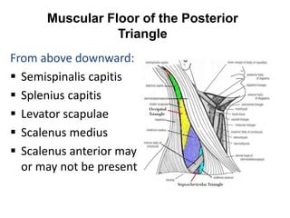 Roof Of Posterior Triangle Of Neck