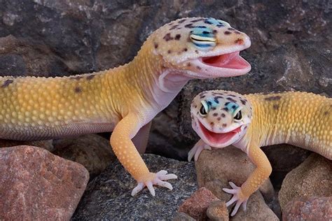 Pet Leopard Geckos