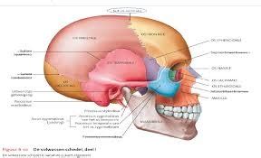 Schedel 2 Diagram | Quizlet