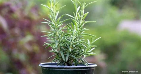 Growing Rosemary In Pots: How To Care For Potted Rosemary Plants