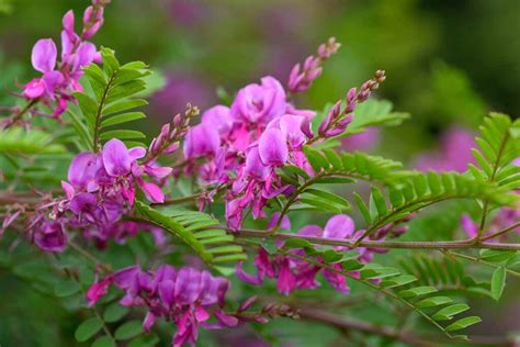 How to Grow and Care for Indigo Plants | Gardener’s Path