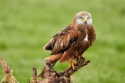 Red Kite, Bird of Prey Portrait. the Bird Sits on a Stump, Looks ...