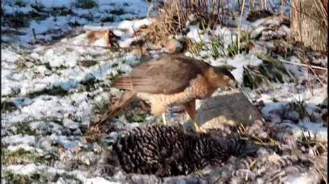 Cooper's hawk eating my chicken - YouTube