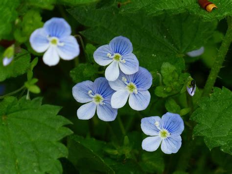 Speedwell - characteristics, cultivation and use - live-native.com