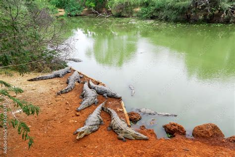 The West African crocodile, desert crocodile, or sacred crocodile (Crocodylus suchus), a species ...