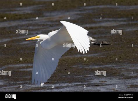 Great egret (Ardea alba), Humboldt Bay National Wildlife Refuge ...