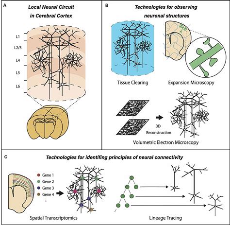 Frontiers | Advanced Technologies for Local Neural Circuits in the ...