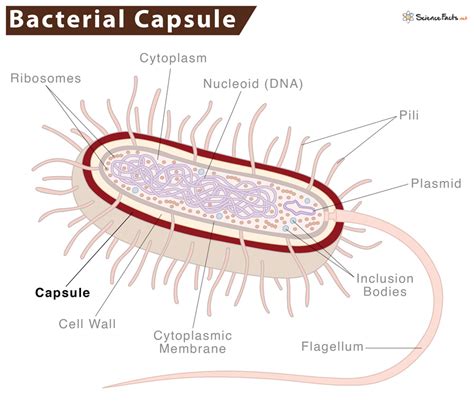 Bacterial Capsule - Definition, Functions, & Diagram